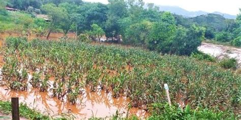 Chuvas Provocam Perdas De 119 Mil Hectares De Lavouras Em Minas