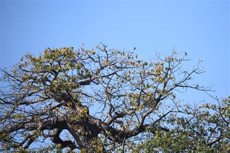 African Baobab From Mopani District Municipality South Africa On April