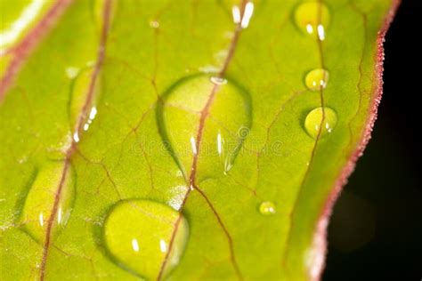 Gotas De Lluvia En Una Hoja Verde De Una Planta Foto De Archivo