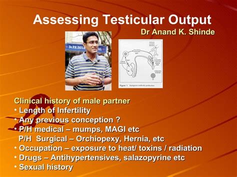 Assessing Testicular Output Ppt