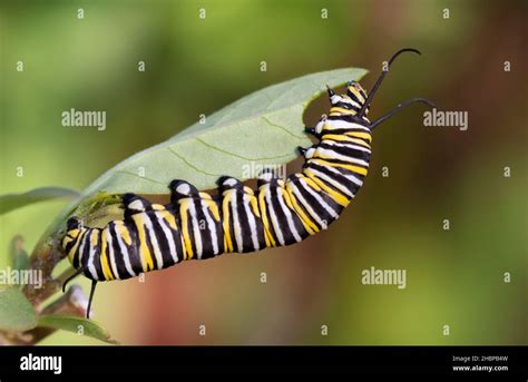 Monarch Butterfly Caterpillar Eating Milkweed Leaf Stock Photo Alamy