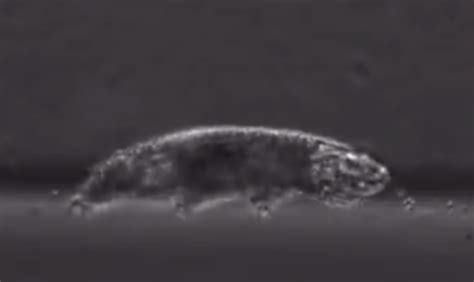 Video Shows How A Tardigrade Walks The Animal That Can Survive In