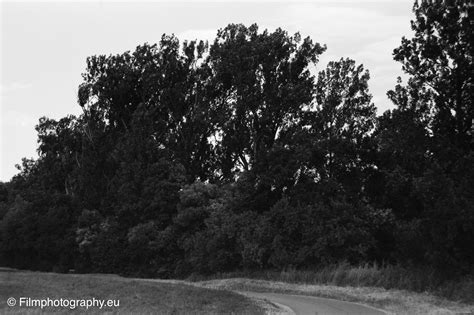 Rollei Infrared 400 | Guide for the film