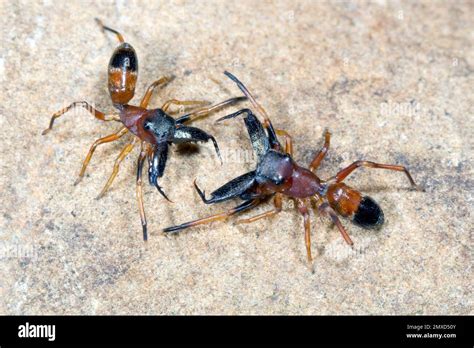 Ant Mimic Jumping Spider Ant Spider Myrmarachne Formicaria Two