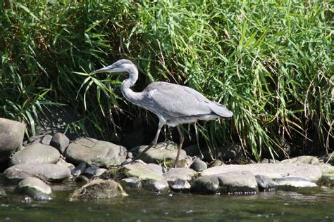 Bute Park - River Taff