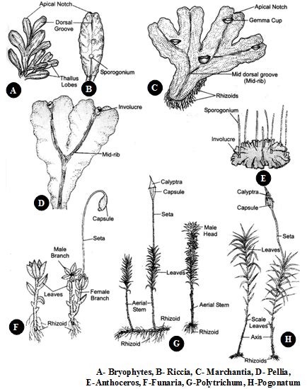 Division : Bryophyta Biology, knowledgeuniverseonline.com