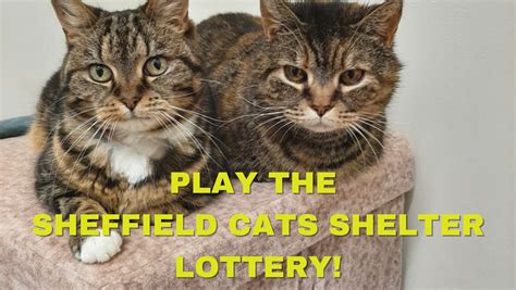 Lottery | The Sheffield Cat Shelter