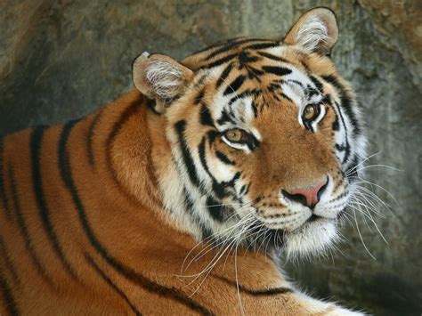 Bengal tiger | GreenGuru