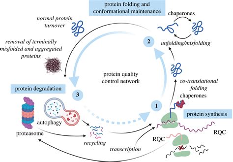 Genome Instability And Loss Of Protein Homeostasis Converging Paths To