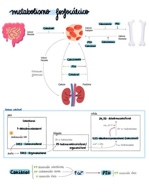 Metabolismo Fosfoc Lcico Paula Rubio Udocz