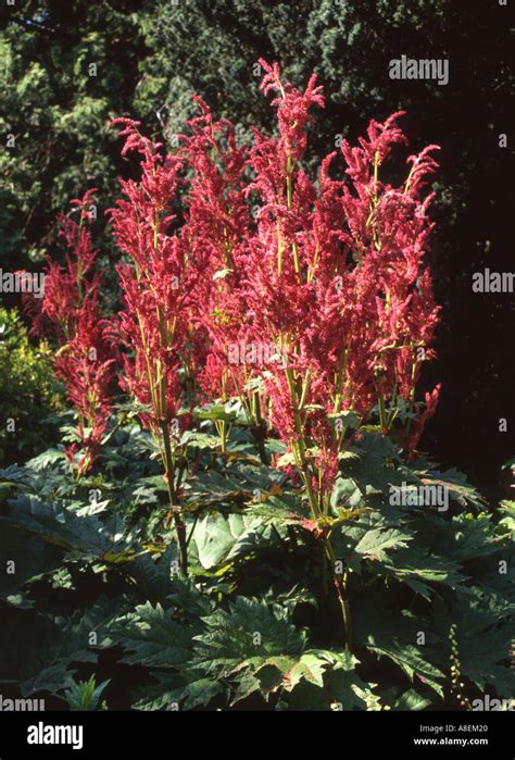 Rheum Palmatum Atrosanguineum Plant And Red Flowering Panicle Stock