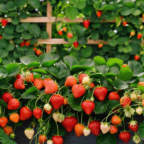 Top Tips For Growing Strawberries In Containers Bluenose Blooms