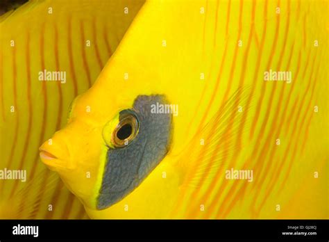 Chaetodon Semilarvatus Bluecheek Or Yellow Butterflyfish El Quseir