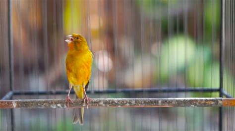 Suara Burung Kenari Gacor Panjang Ini Ampuh Untuk Pancingan Kenari Paud