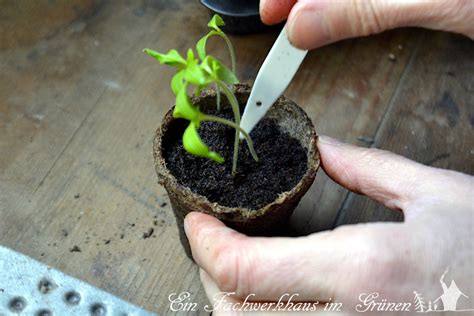 Tomaten Aus Samen Ziehen