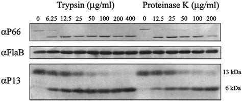 Immunoblot Analysis Of Protease Treated B Burgdorferi B31 Proteins