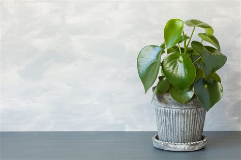 How To Care For Peperomia Plants Houseplant Resource Center