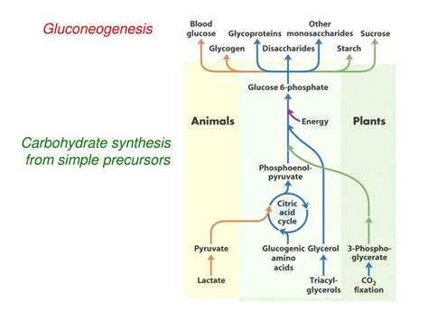 Ppt Chemistry Handout Glycolysis Gluconeogenesis And The