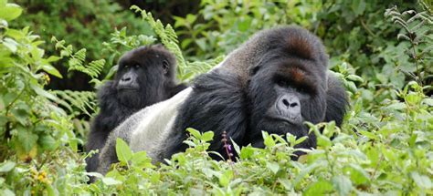 Uganda Currency Saso Gorilla Safaris Uganda