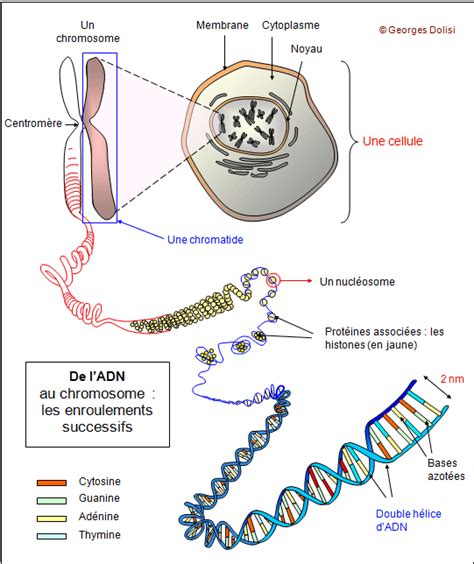 BioTop Transmission De La Vie Le Cyle Cellulaire Enseigner La