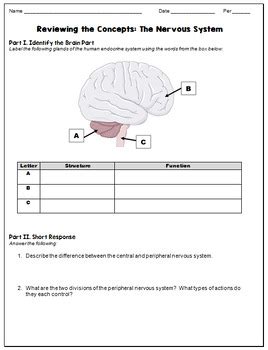 Human Nervous And Endocrine Systems Worksheet Bundle Tpt