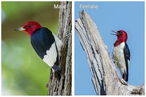 Male Vs Female Woodpeckers A Closer Look At Their Differences