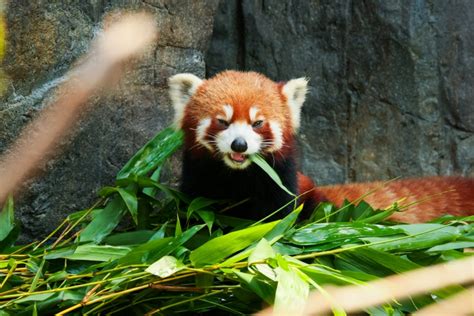 Cute red panda eating bamboo : Pandata