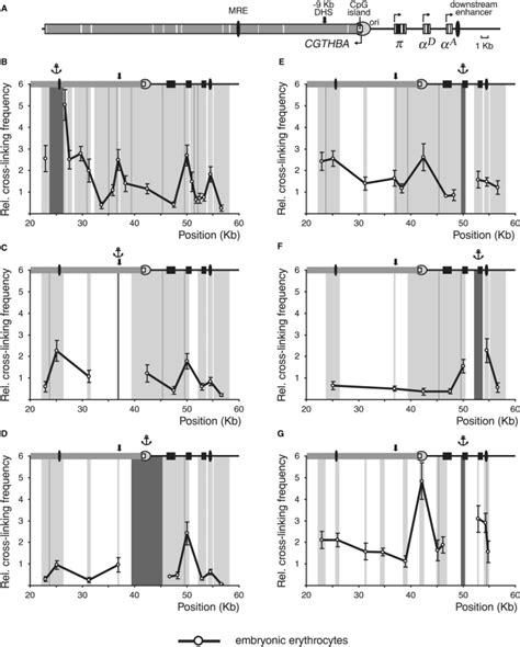 3C analysis of the chicken α globin gene domain in 10 day chick embryo