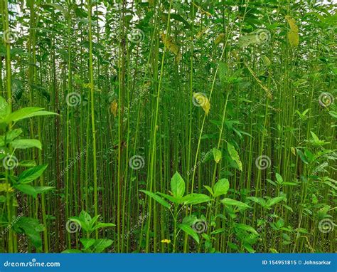 Green And Tall Jute Plants Jute Cultivation In Assam In India Stock Image Image Of Jute