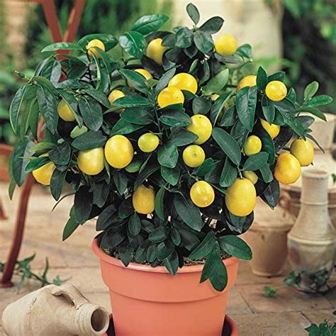 5 Tips For Growing Potted Lemons On Plant A Lemon Tree Day