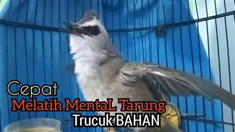 Suara Trucukan Gacor Emosi Ampuh Menaikkan Mental Trucuk Bahan