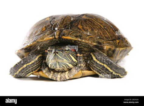 Red Eared Slider Trachemys Scripta Elegans Adult Male Stock Photo Alamy