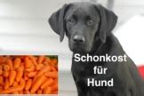 Schonkost F R Den Hund Bei Erbrechen Und Magen Darm Problemen