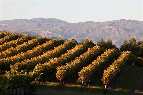 Everything You Need To Know About Sonoma Chardonnay Foley Food And Wine Society