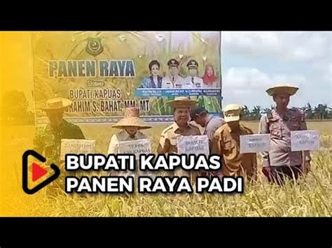 Bupati Kapuas Panen Raya Padi Ary Egahni Ben Bahat Akan Sisihkan Gaji