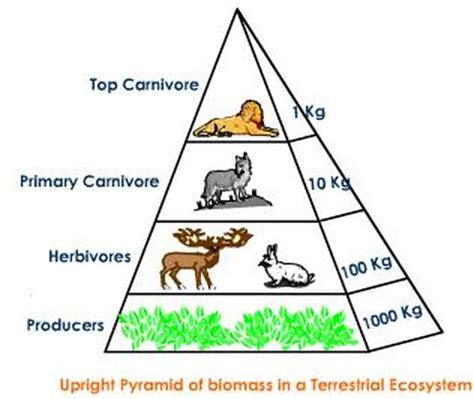 Pyramids The Savanna Biome