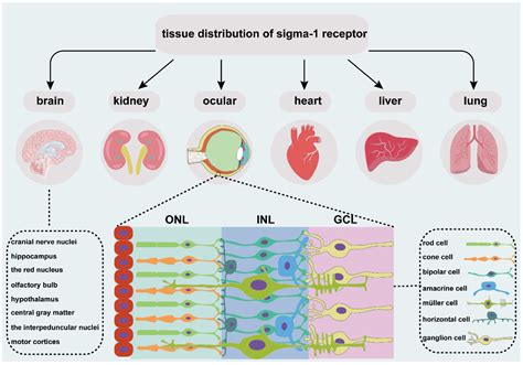 Sigma 1 Receptor In Retina Neuroprotective Effects And Potential