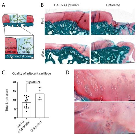 Macroscopic Assessment Of Cartilage Repair 6 Months After Implantation