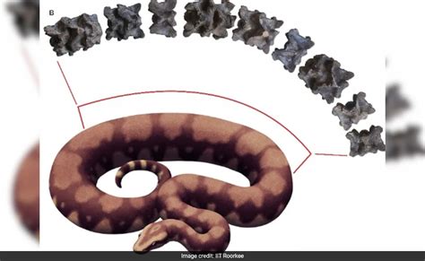 Vasuki Indicus Move Over Titanoboa Fossil Of Largest Snake To Have