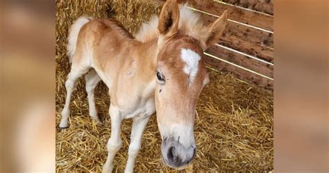 N Aveugle Ce Poulain Devait Tre Euthanasi Il A Finalement T Sauv