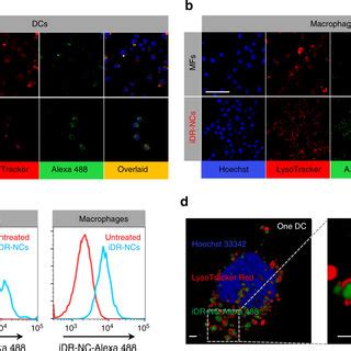 Efficient Delivery Of Idr Ncs To Ln Apcs In Vivo A Schematic