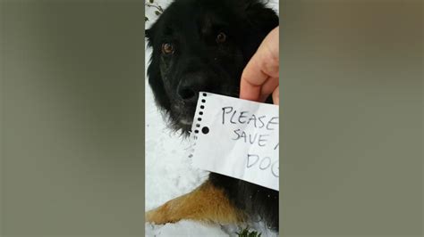 Abandoned Dog Rescued Youtube