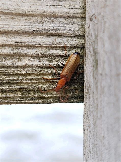 About Wharf Borer Maryland Biodiversity Project