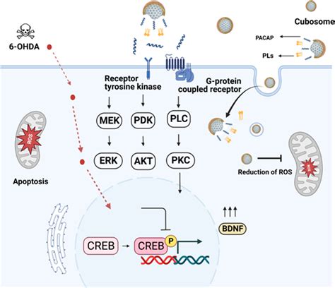 Hypothesis Of Nanomedicine Regulated Creb Phosphorylation By