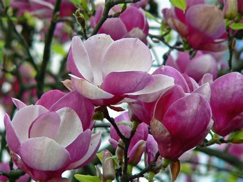 Gablenberger Klaus Blog Seltene Blumen Magnolien Sch Ne Blumen