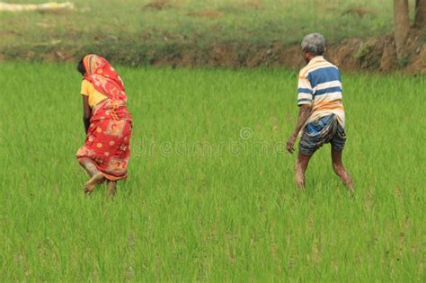 Village Farming Land And Village Lifestyle Of Farmers Editorial Photo