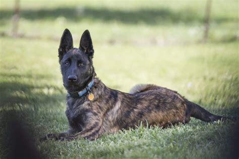 How To Train A Dutch Shepherd Alaska Dog Works