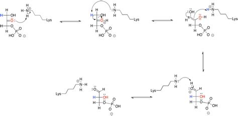 8.4: Mechanisms of Phase One - Scission - Chemistry LibreTexts