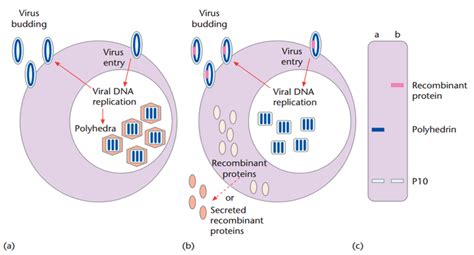 Express Enzymes In Baculovirus Insect Cells