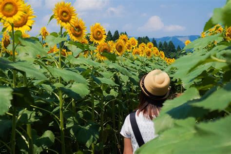 Tsunan Sunflower Field